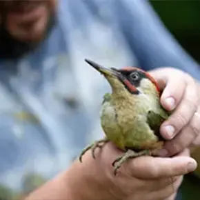 Leśne Pogotowie Jacka Wąsińskiego-zdjecie-profilowe