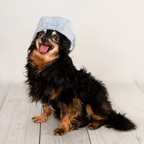 PSIEROCINIEC-zdjecie-profilowe