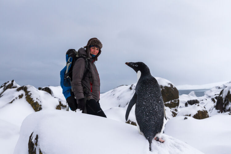 Daga z pingwinem Adeli, Wyspa Króla Jerzego