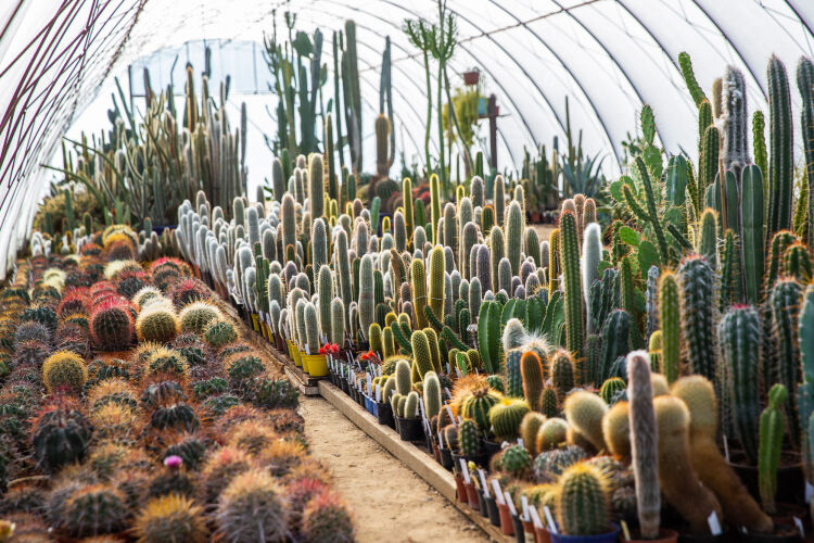 Cactusarium - wystawa kaktusów